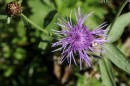 Wiesen-Flockenblume - Centaurea jacea * 1431 x 954 * (313KB)